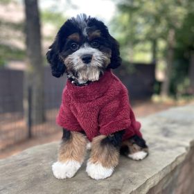 Soft Plush Pullover Burgundy (size: X-Small)