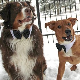 Black Satin Bowtie Collar (size: X-Small)